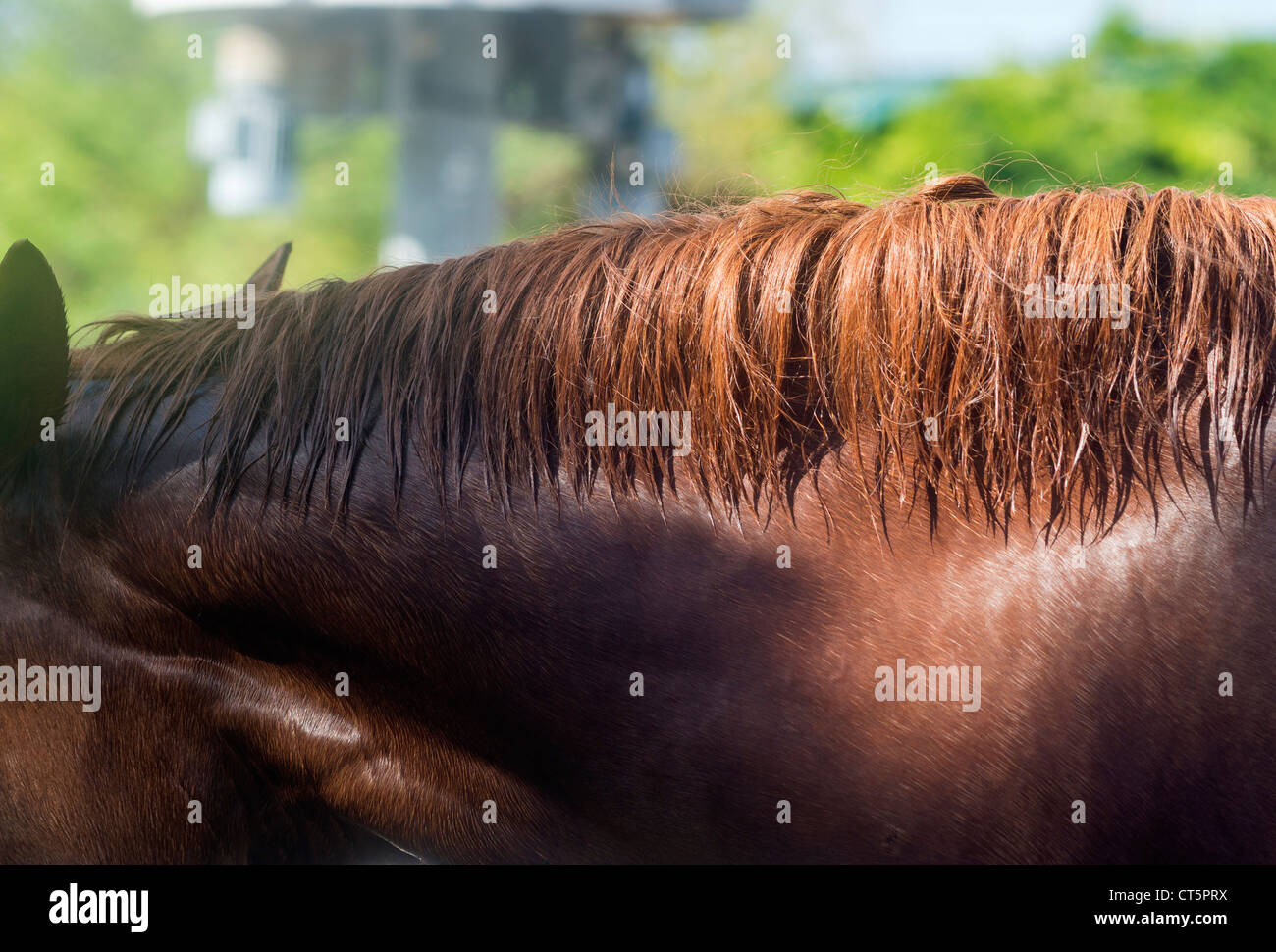 Horse`s neck Stock Photo Alamy